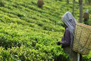 Khongea-Tea-Estate-Assam